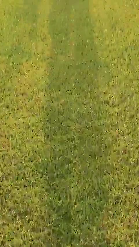 Vidéo Foot 401669